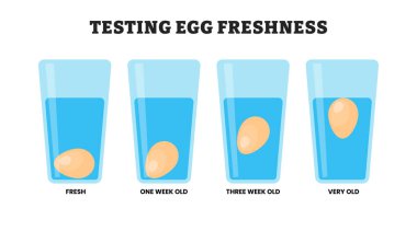 Yüksek proteinli sağlıklı gıdalarda taze yumurta testi, eğitim amaçlı tıbbi poster tasarımı sağlık hizmeti şeması, yüzen veya batan yumurta etiketi testi, taze üründen kötü ürünlere dört derecelik tazelik seti.