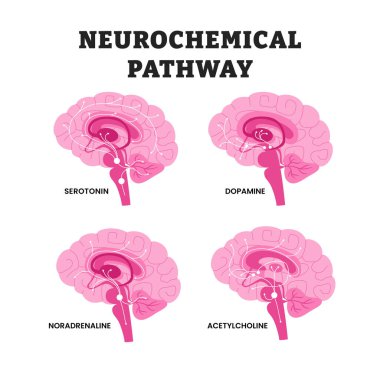 Beyin Diyagramındaki Nörokimyasal Yollar, Eğitim Tıbbi Poster Tasarımı Sağlık Hizmetleri Şeması, Serotonin, Dopamin, Noradrenalin ve Zihinsel Fonksiyon ve Ruh Hali İçin Asetilkolin Devreleri etiketleri.