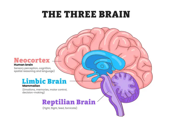 Üç beyin neokorteks, limbik beyin, sürüngen beyni, eğitici tıbbi poster tasarımı sağlık hizmetleri şeması, etiketli insan beyni yanal görünümü, duyusal algı, duygular ve hayatta kalma içgüdüleri.
