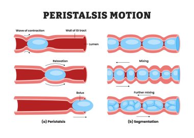 Değişik Peristalsis ve Segmentation Motion tipleri, tıbbi poster sağlık hizmetleri, GI Motilite, Pürüzsüz Kas Etkinliği Sürücü Bolus Geçişi ve Optimal Besin emilimi için Karıştırma.