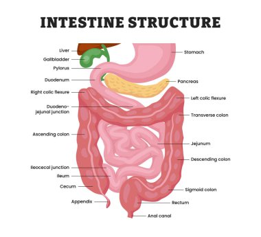 Bağırsak Anatomisi Yapısı, eğitim amaçlı tıbbi poster tasarımı sağlık hizmetleri sistemi, insan sindirim sistemi etiketli, buna karşılık gelen iç organlar, Küçük ve Büyük bağırsak. Vektör illüstrasyonu
