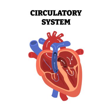 Kalp dolaşım sistemi, eğitim amaçlı tıbbi poster tasarımı sağlık hizmetleri, iç organlar, kardiyovasküler hastalıklar, kalp komplikasyonu. Etiketlenmiş kardiyovasküler sistem, organ ağları.