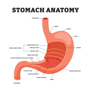 Mide anatomisi şeması, eğitim amaçlı tıbbi poster tasarımı sağlık hizmetleri, insan mide iç organları. Etiketlenmiş yemek borusu, duodenum, pilorik sfinkter, fundus, serosa, kardiyak....