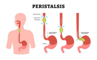 Peristalsis, eğitim amaçlı tıbbi poster tasarımı sağlık hizmetleri, insan mide iç organları. Etiketlenmiş bağırsak hareketi, sindirim sisteminde besin taşıyan kas kasılmaları..