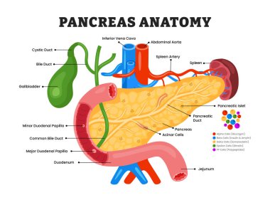 Pankreas anatomi diyagramı, eğitici tıbbi poster tasarımı sağlık hizmetleri şeması, pankreas iç organları. Etiketli pankreas adaları, kistik kanal, safra kesesi, safra kesesi, atardamar.