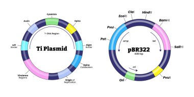 Ti Plasmid ve pBR322 yapısal anatomi diyagramı, eğitim tıbbi poster tasarımı sağlık hizmetleri şeması, etiketli toprak bakterisi Agrobacterium tumefaciens bakteri.