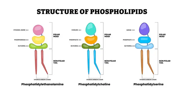 Fospholipids yapı şeması, eğitim tıbbi poster tasarımı sağlık hizmetleri şeması, Foshatidylcholine Lecithin, Foshatidylethanolamine Cephalin, Foshatidylserine Fosholipid.
