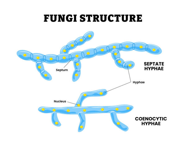 Fungi structure anatomy diagram, educational medical poster design healthcare scheme, labeled septum, nucleus, septate hyphae, coenocytic hyphae, hyphae. Mushroomn spore formation, yeast and mold.