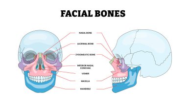 Yüz Kemiği Yapısı Diyagramı Ön ve Yan Görüş, Eğitim Tıbbi Posteri Sağlık Şeması, Etiketli Cephe, Parietal, Sphenoid, Ethmoid, Geçici, Oksipital. Vektör İllüstrasyonu.