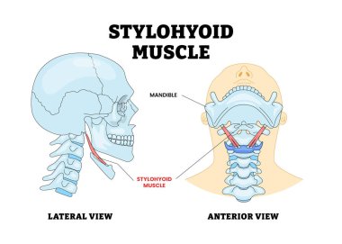 Stylohyoid Kas Kemiği Kafatası Yan ve Anterior Görünümlü Anatomi Yapısı Diyagramı, Eğitim Tıbbi Poster Sağlık Planı, Suprahyoid Boyun Yapılandırmasında Etiket Rolü.