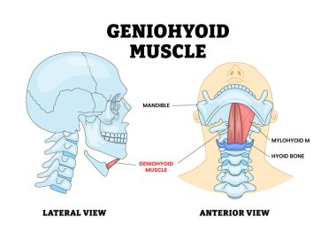 Geniohyoid Kas Kemiği Kafatası Yan ve Anterior Görünümlü Anatomi Yapısı Diyagramı, Eğitimsel Tıbbi Poster Sağlık Planı, Boyun ve Ağız Yapısı Etiketli Çene Rolü.