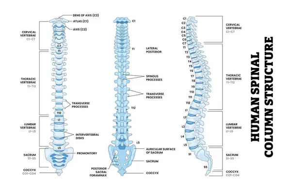 İnsan Belkemiği Omurga Yapısı Anatomi Diagramı Arkası, Ön, Yan Görünüm, Eğitim Tıbbi Posteri Sağlık Şeması, Etiketli Omurga, Servikal, Thoracic, Lumbar, Sacrum, Coccyx.