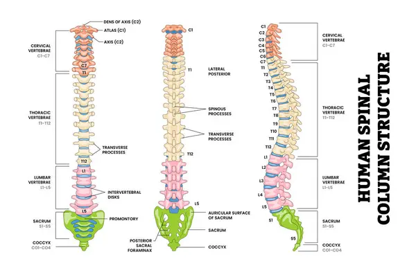 İnsan Belkemiği Omurga Yapısı Anatomi Diagramı Arkası, Ön, Yan Görünüm, Eğitim Tıbbi Posteri Sağlık Şeması, Etiketli Omurga, Servikal, Thoracic, Lumbar, Sacrum, Coccyx.