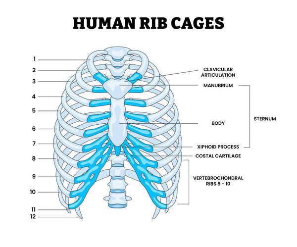 Диаграмма структуры грудных клеток человека Анатомия, Образовательная схема дизайна медицинских плакатов Здравоохранение, Метка ключичной артикуляции, Manubrium, Тело, Xiphoid, Sternum, Costal, Хрящ, Vertebrochondral.