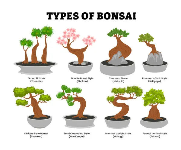 Bonsai ağacının farklı türleri, yeşil yapraklı bonsai ağaçları, etiketli grup uyumu, çift fıçı, taş ağaç kökleri, eğimli, yarı şelale, gayri resmi. Vektör illüstrasyonu.