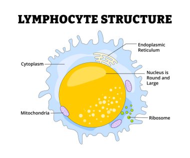 Eğitici tıp eğitimi posteri için lenfosit yapı anatomisi diyagramı. Beyaz kan bağışıklık sistemi savunma hematolojisine yanıt veriyor. Ribozom, sitoplazma, mitokondri, endoplazmik retikulum.