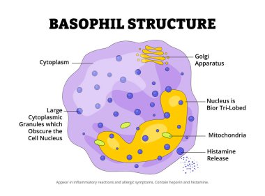 Eğitici Tıp Eğitimi posteri için Basophil yapı anatomisi diyagramı. Beyaz kan bağışıklık sistemi savunma hematolojisine yanıt veriyor. Etiketli sitoplazma, golgi aparatı, histamin salınımı.