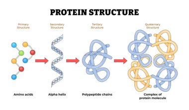 Protein yapısı anatomi şeması, biyoloji eğitim posteri. Etiketlenmiş amino asit, alfa sarmal, polipeptit zinciri, protein molekülü kompleksi. Üçüncül, dörtlü, ikincil, birincil.