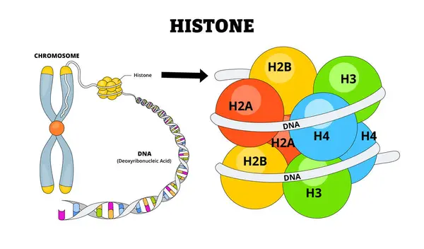 Tarihsel yapı anatomi diyagramı. Biyoloji eğitim posteri. Etiketli kromozom, DNA, Deoksiribonükleik asit. Histon proteinleri. Temel protein paketleri ve DNA yapısal birimleri nükleomları düzenler