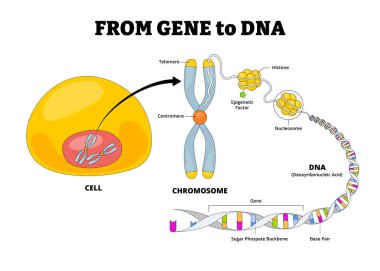 DNA yapısı anatomi diyagramı. Etiketli hücre, çekirdek, kromozom, DNA Deoksiribonükleik asit, nükleosom, histone, epigenetik faktör, sentromer, telomere, şeker fosfat omurgası ve baz çifti.