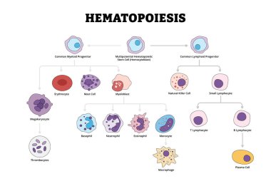 Hematopoezis kan hücresel bileşenleri oluşumu. Etiketlenmiş Çoklu Potansiyel Hematopoetik Kök Hücre Hemositopatı, Yaygın Lenfoid Myeloid Üreticisi. Lökosit ve lenfosit üretimi çizimi