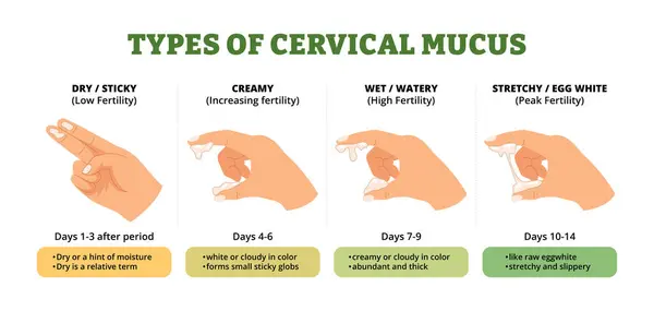 Servikal mukus tiplerinin el hareketleriyle diyagramları farklı. Etiketli, yapışkan, kremalı, ıslak, sulu, esnek, yumurta beyazı. Kısırlık aşamaları ve mukus. Düşük, yükselen, zirve, yüksek illüstrasyon