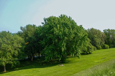 Çayırda tamamen yeşil bir tepe örtüsü olan yaprak döken yapayalnız bir ağaç. Çiçekli yaz yaprakları çimenlik alanda tek başına ağaç yayıyor. Doğal manzara, pastoral ortamda yerleşmiş sağlıklı bir ağacı gösteriyor..