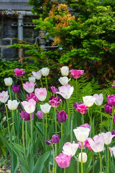 Pembe ve beyaz lalelerin çiçek açtığı süs bahçesi yatağı. Karışık renkli lale dikimi çekici bir bahar çiçeği sergisi yaratıyor. Yeşil yeşillik arka planına karşı farklı renklerde lalelerle korunan bahçe sınırı..