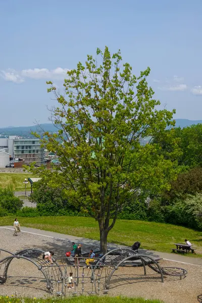 Açık parkta ya da yeşil alanda duran tek bir olgun ağaç. Arka planda şehir binaları olan şehir parkı. İyi bakılmış çimen alanı ve kurulmuş gölge ağacı eğlence ortamında..