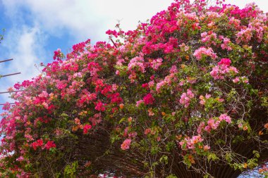 Gökyüzüne karşı Canlı Pembe Çiçekler