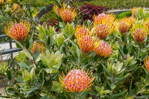 Öğleden Sonra Işığında İğnelik Protein Kümesi