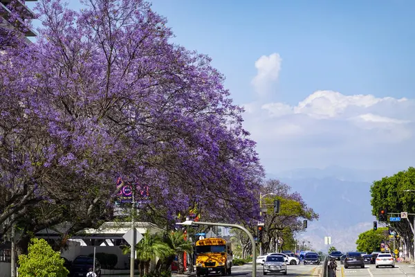 Civic Caddesi 'nde çift sıra Jacarandas.