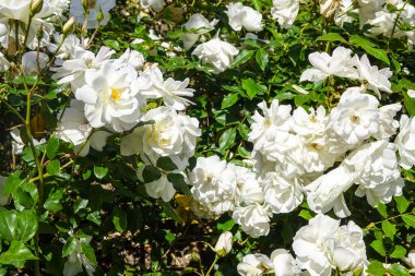 Yazın Beyaz Buz Dağları Gülleri