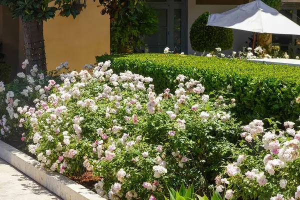 Oleander Çiti Butik Bahçesi Yolu boyunca