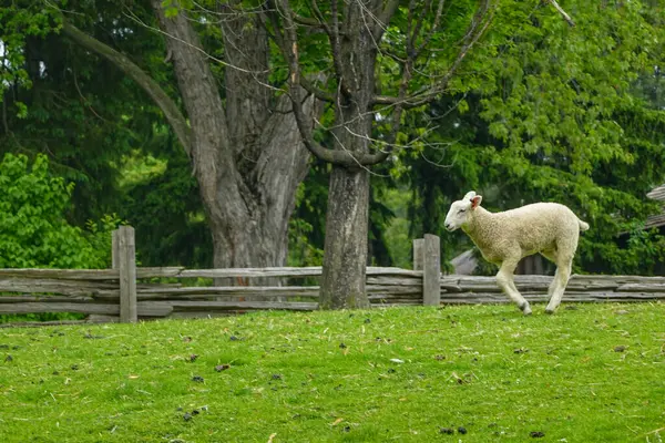Meraklı Koyun Parkland Sınırı 'nda geziniyor
