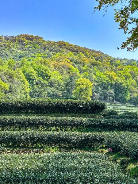 Hillside 'da Erken Bahar Çay Terasları