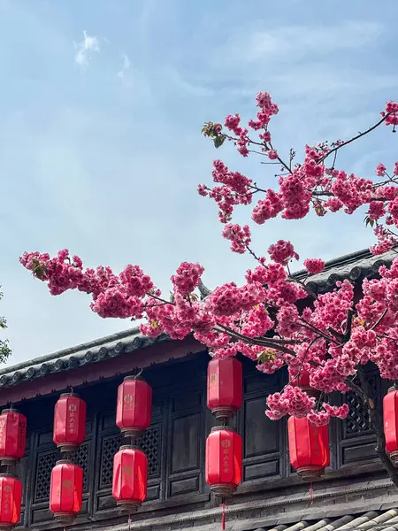 Kırmızı Kağıt Fenerleri Çerçeveleyen Kiraz Çiçekleri