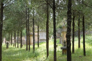 Uzun Ağaçlar Ormanında Bir Yol