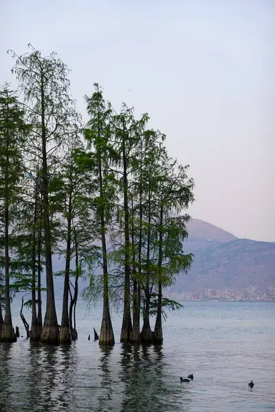 Dusk 'taki Cypress Kümesinin Dikey Portresi