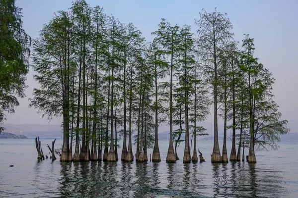 Simetrik Cypress Grove Sakin Göl 'e Yansıdı