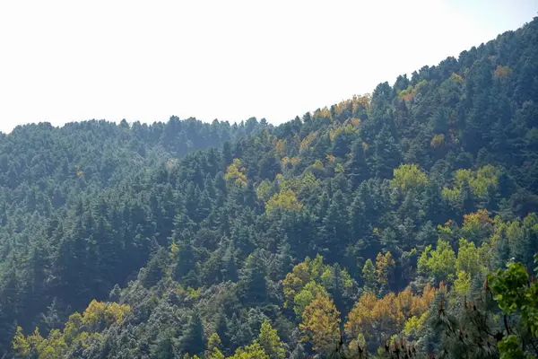Evergreen Dağı yamacında sonbahar ipuçları