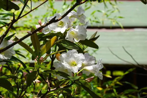 Saklı Kingfisher Bambu Perch 'i bekliyor