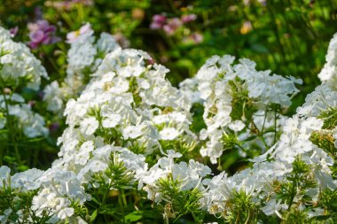 New York Şehir Bahçesinde Bahar Çiçekleri