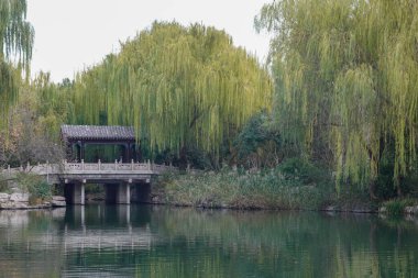 Ormanda gölü olan güzel bir manzara.