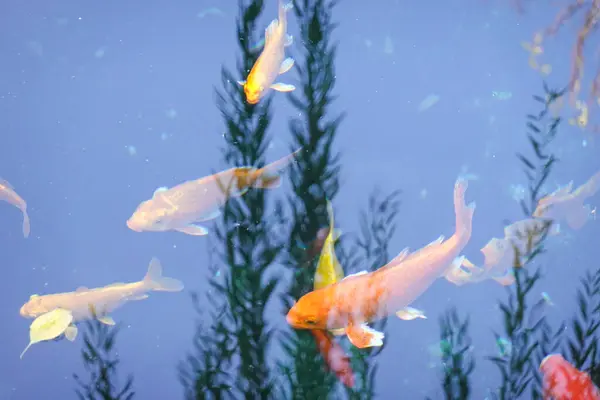 Akvaryumdaki koi balığı