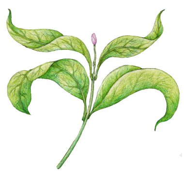 Renkli kalemle çizilmiş pembe yapraklar, beyaz arka planda izole edilmiş, klasik botanik tarzı, Cottagecore tırmanışı durağanlık, kart, ambalaj, süblimleşme, yapıştırma, çıkartma 