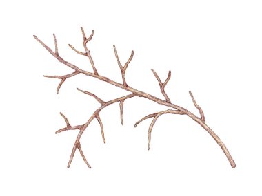 Renkli kalemle çizilmiş dallar, beyaz arka planda izole edilmiş, pastel çan çiçekleri, klasik botanik tarzı, düğün davetiyesi için Cottagecore çizimi, durağan, hatıra defteri, kart, ambalaj, süblimleşme, duvar sanatı, çocuk odası. 