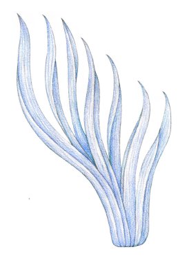 Renkli kalemle çizilmiş mavi çimenler, beyaz arka planda izole edilmiş, klasik botanik tarzı, Cottagecore durağanlık, kart, ambalaj, süblimleşme, yapıştırma, duvar sanatı, çocuk odası 