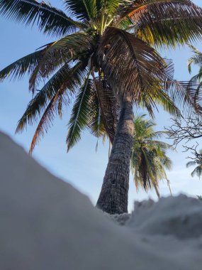 Bahçe manzarasında güzel pembe çiçekler