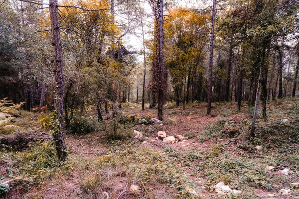 Forêt Avec Arbres Plantes Aux Tons Automnaux — Photo